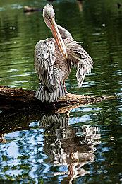 硬派大叔《浣熊硬探》更新中文，登陆主机平台